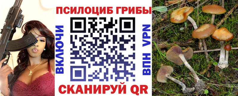 Купить  Нестеров  Псилоцибиновые грибы Psilocybe 